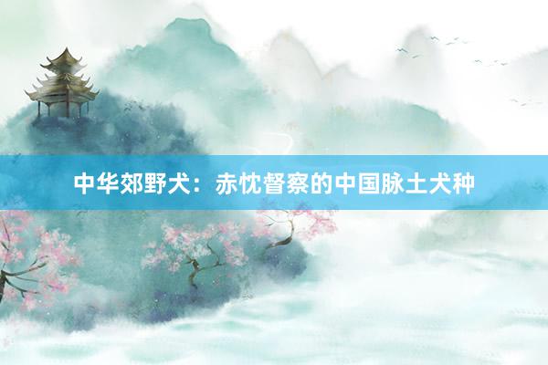 中华郊野犬：赤忱督察的中国脉土犬种