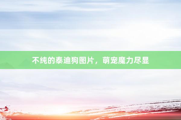 不纯的泰迪狗图片，萌宠魔力尽显